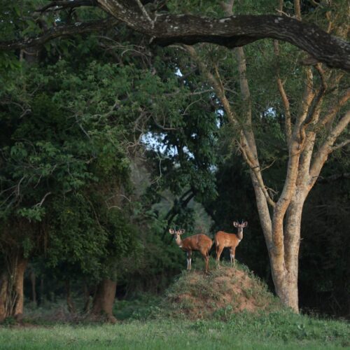 bushbucks