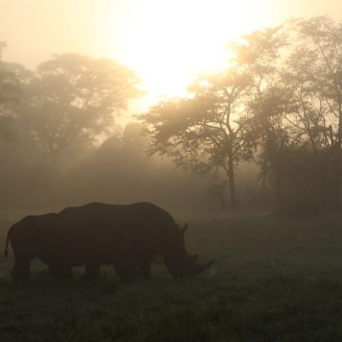 White Rhinos